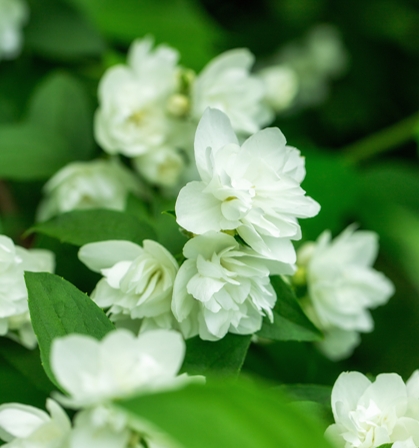 藤条香薰补充液